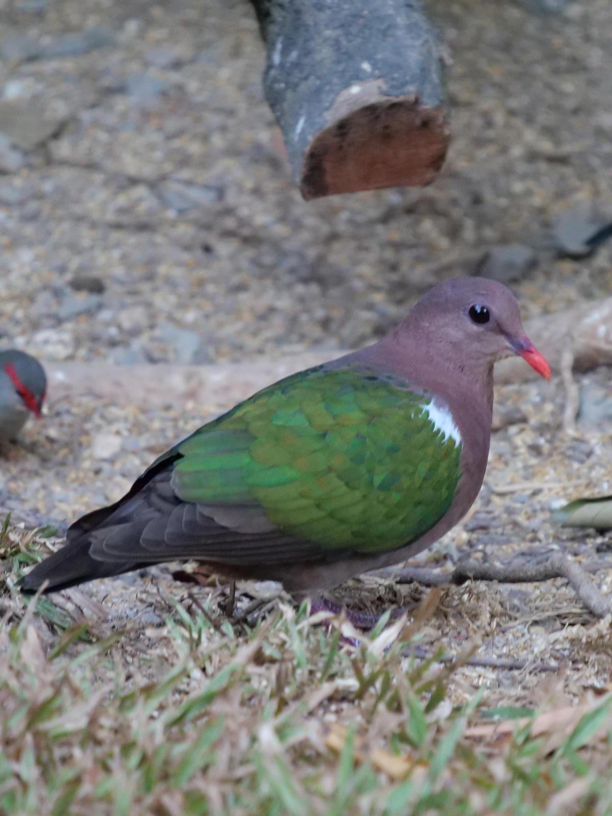 Pacific Emerald Dove Photo by Peter Lowe