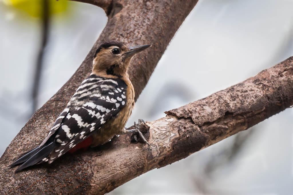 Fulvous-breasted Woodpecker Photo by Kishore Bhargava
