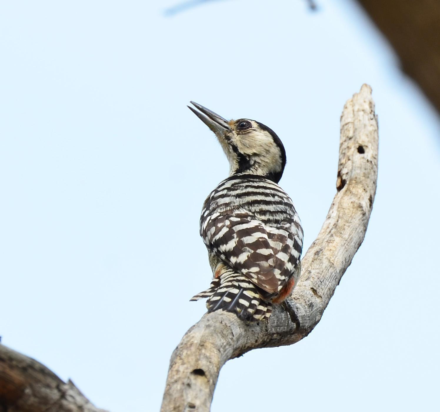 Fulvous-breasted Woodpecker Photo by Uthai Cheummarung