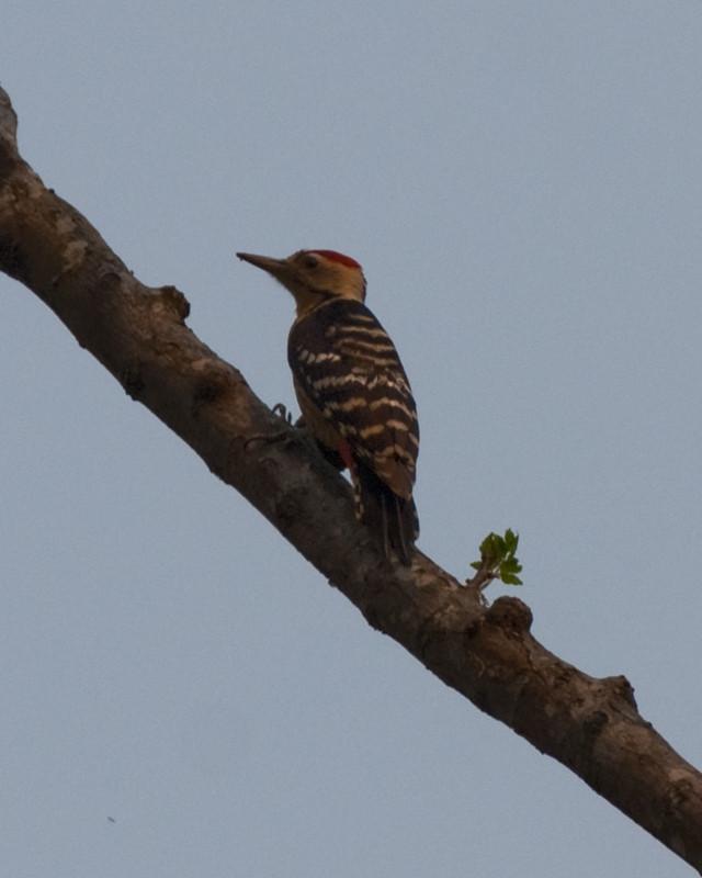 Fulvous-breasted Woodpecker Photo by Natalie Raeber