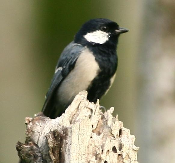 Cinereous Tit Photo by Lee Harding