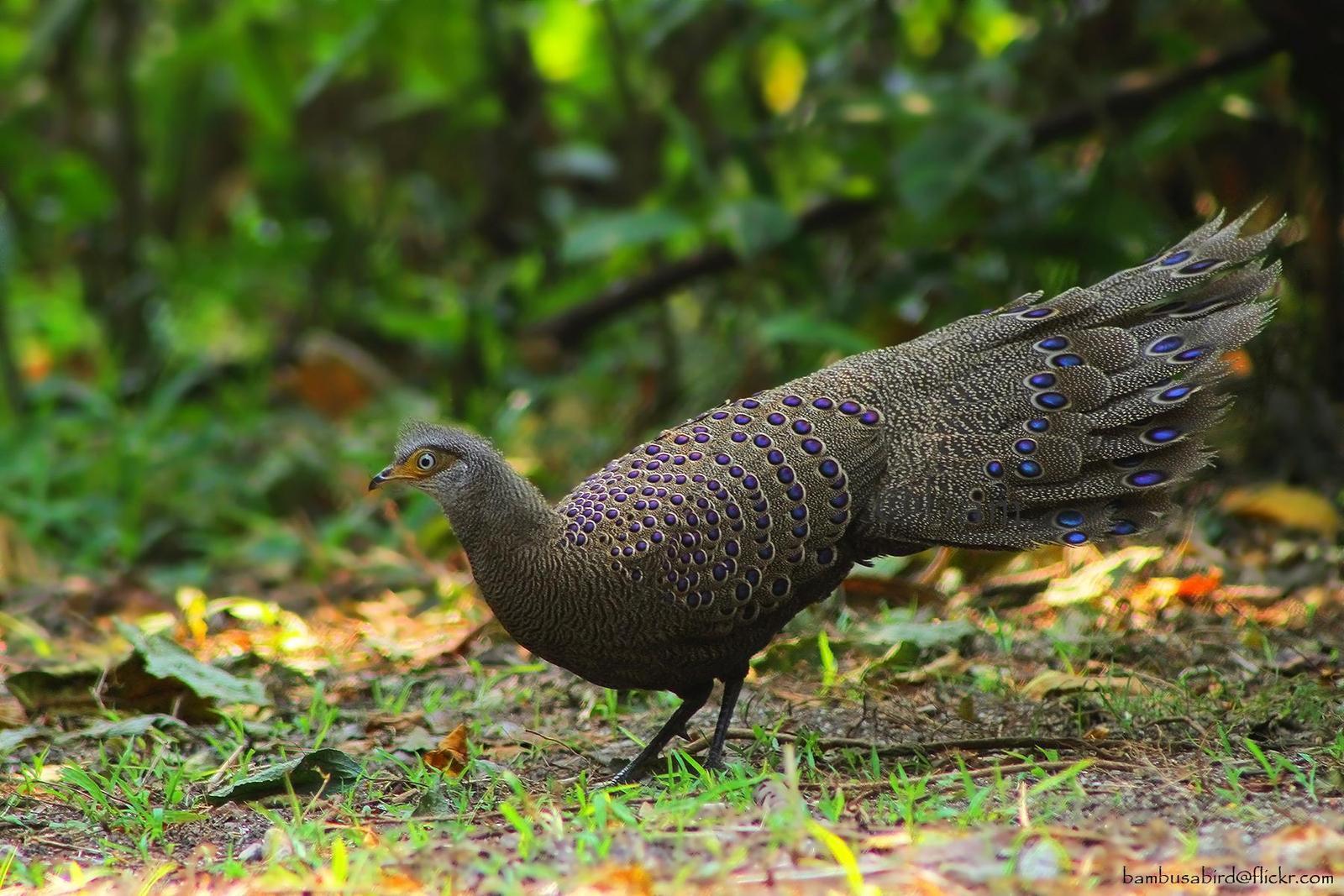 Gray Peacock-Pheasant Photo by Apisit Wilaijit
