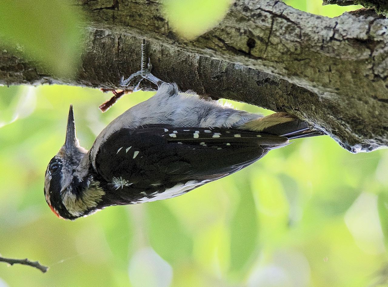 Hairy Woodpecker (Pacific) Photo by Brian Avent