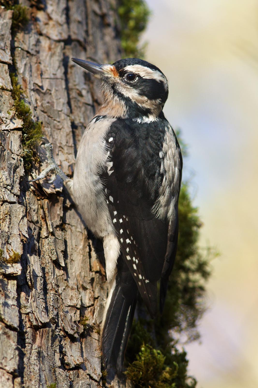 Hairy Woodpecker (Pacific) Photo by Robin Horn