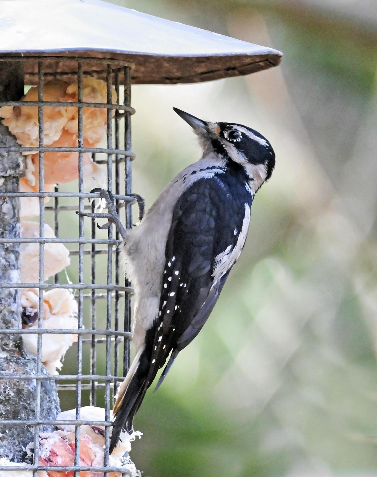 Hairy Woodpecker (Pacific) Photo by Steven Mlodinow