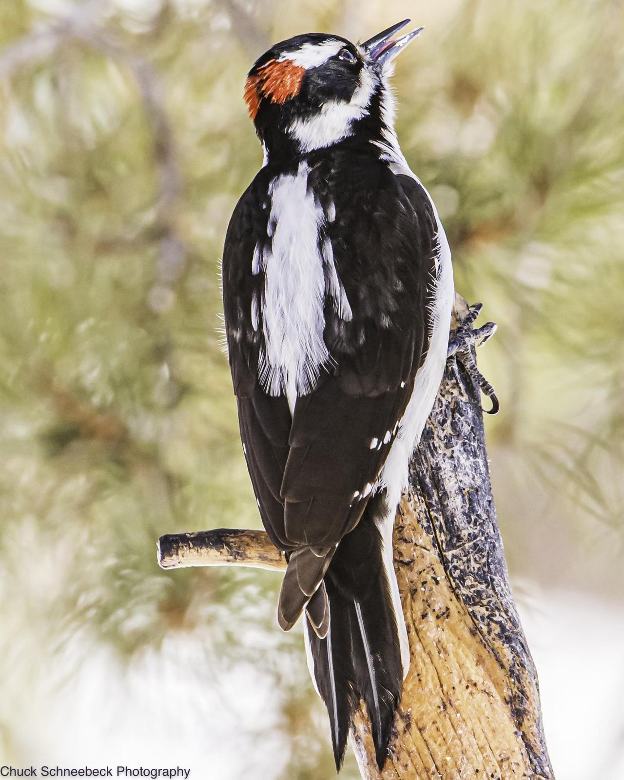 Hairy Woodpecker (Rocky Mts.) Photo by Chuck  Schneebeck