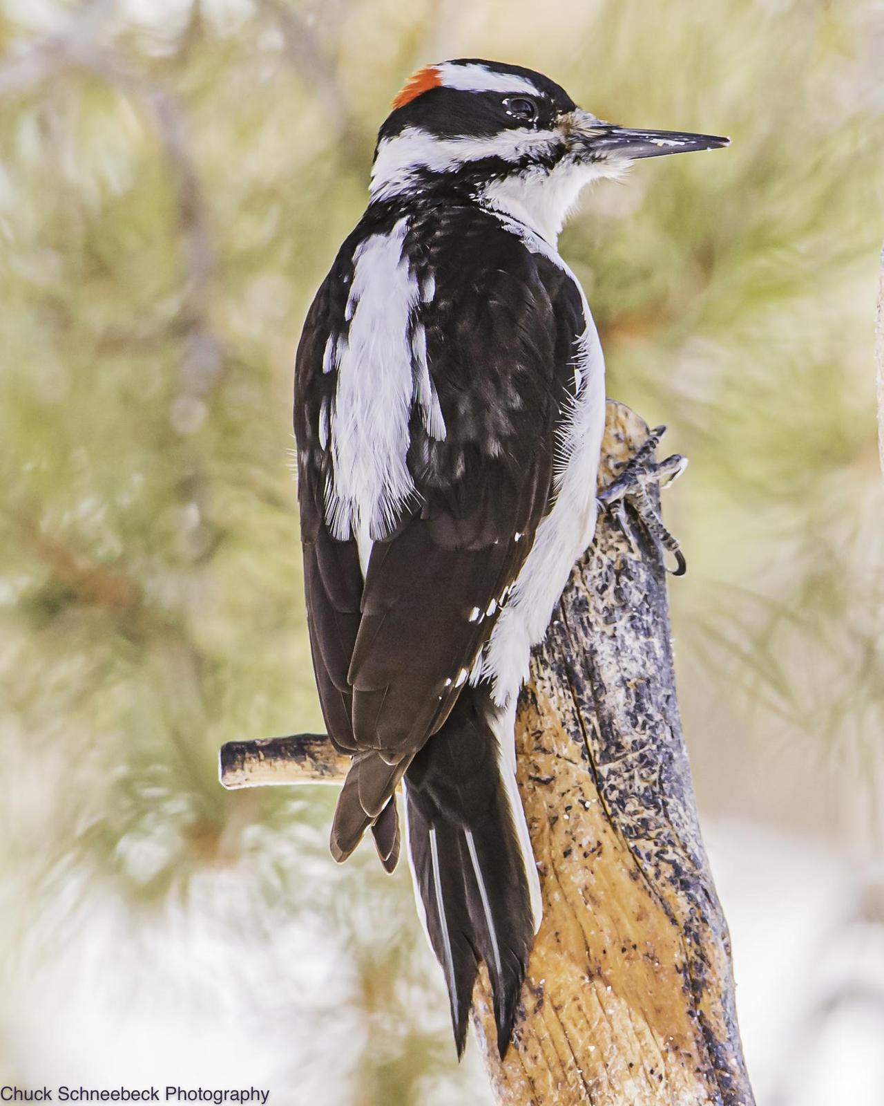 Hairy Woodpecker (Rocky Mts.) Photo by Chuck  Schneebeck