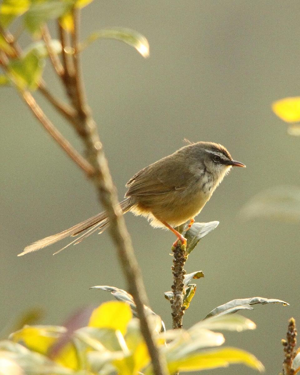 Hill Prinia Photo by Chris Lansdell