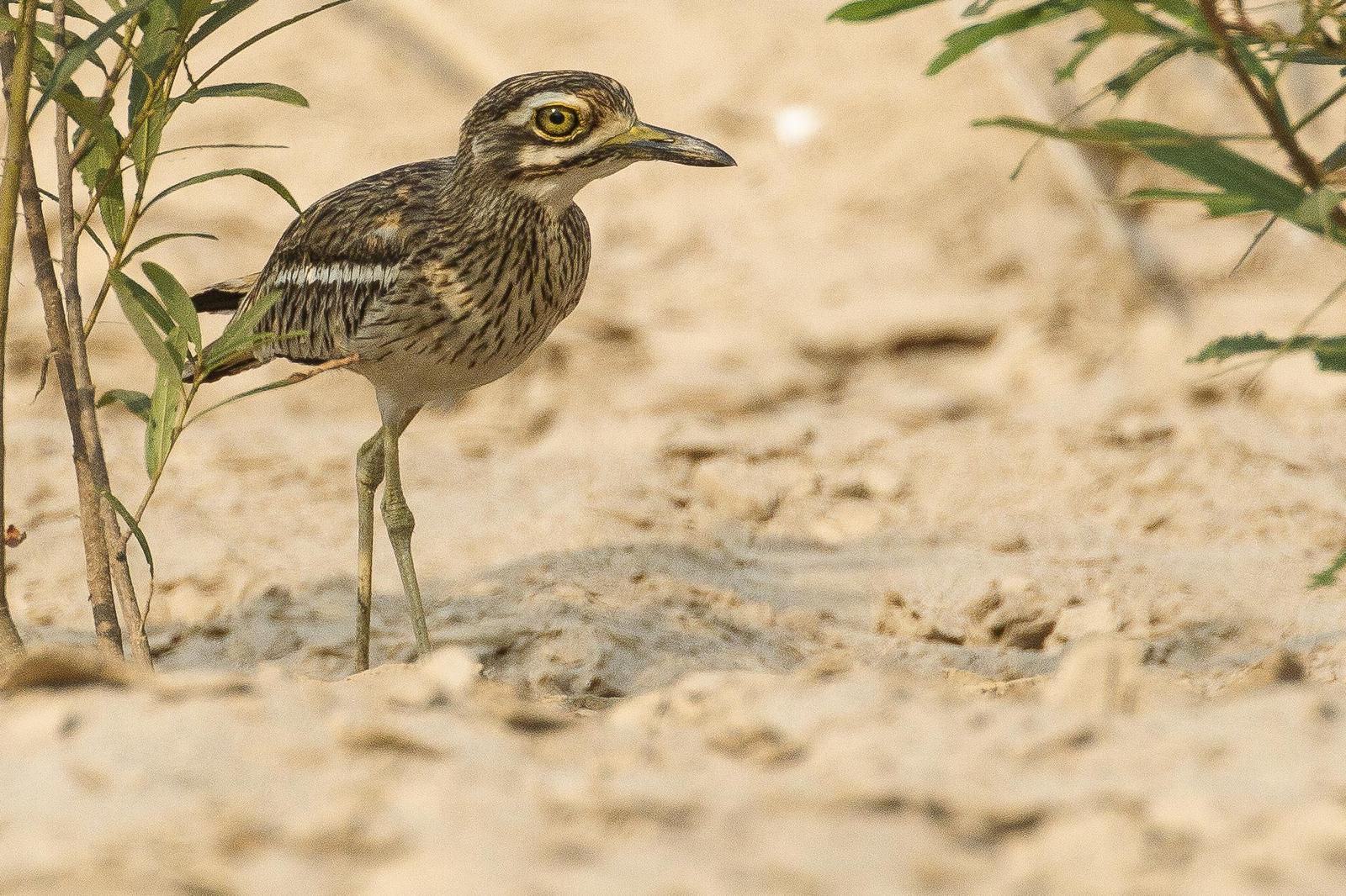 Indian Thick-knee Photo by Jeff Schwilk