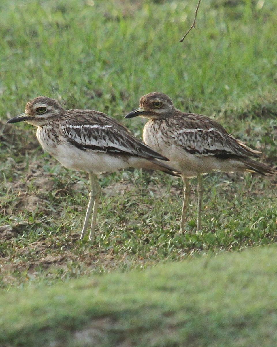 Indian Thick-knee Photo by Knut Hansen