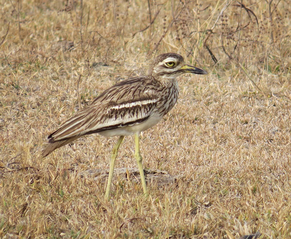 Indian Thick-knee Photo by Peter Boesman