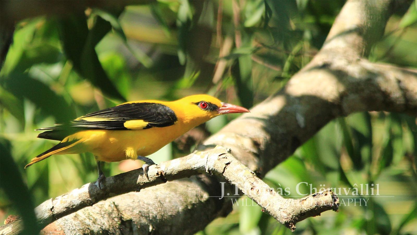 Indian Golden Oriole Photo by Jinu Thomas 
