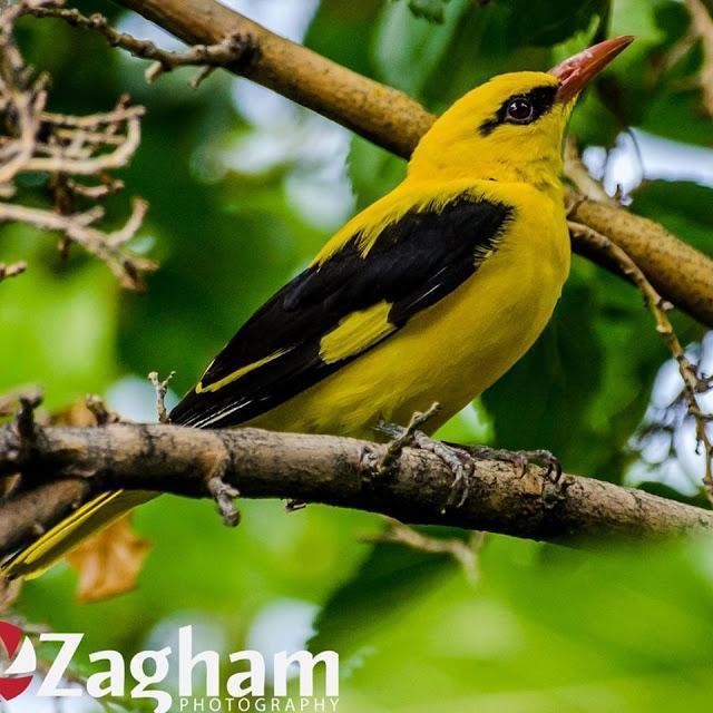 Indian Golden Oriole Photo by Zagham Awan
