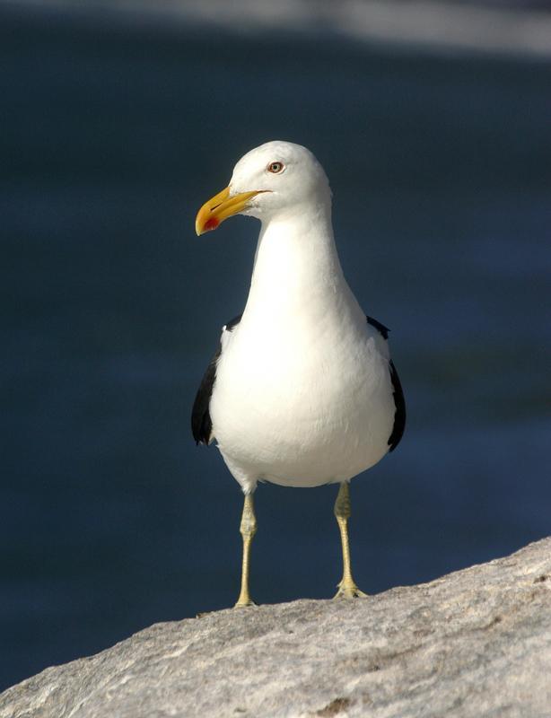 kelp gull (kelp) photos
