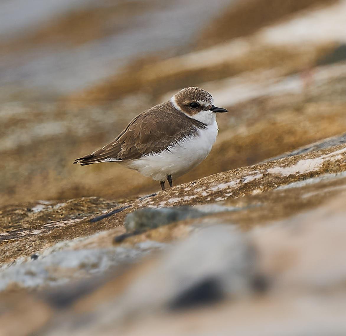 Kentish Plover Photo by Steven Cheong