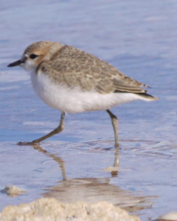 Kentish Plover Photo by Peter Lowe