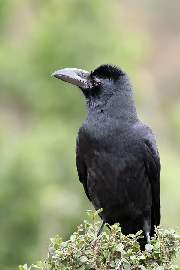 Large-billed Crow (Indian Jungle) Photo by Adrien Mauss