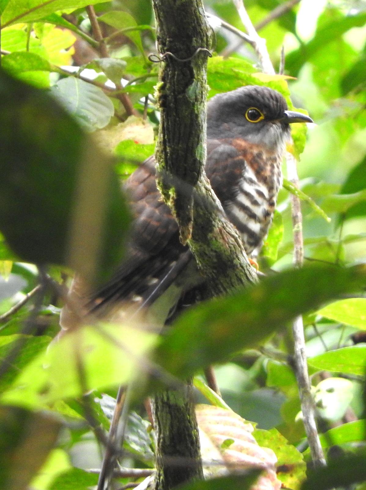 Dark Hawk-Cuckoo Photo by Todd A. Watkins