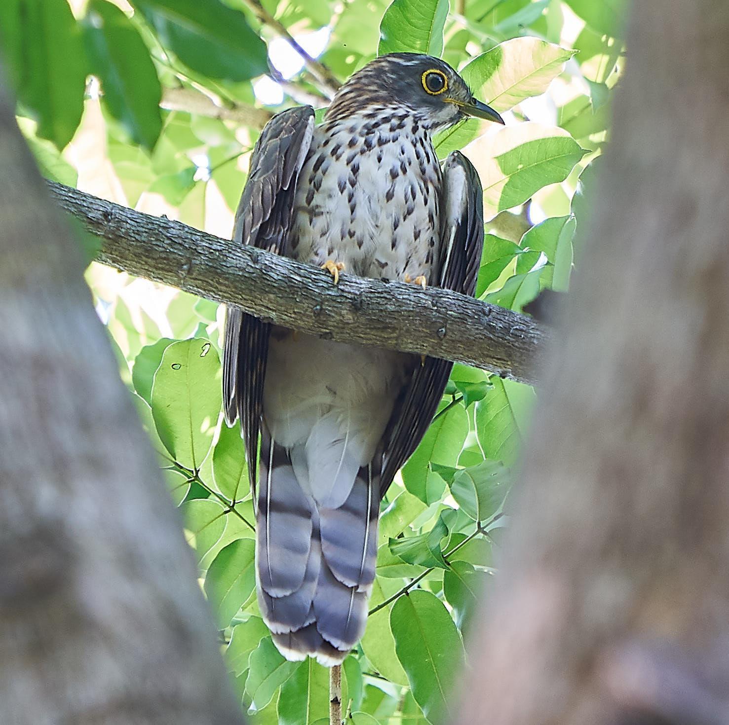 Large Hawk-Cuckoo Photo by Steven Cheong