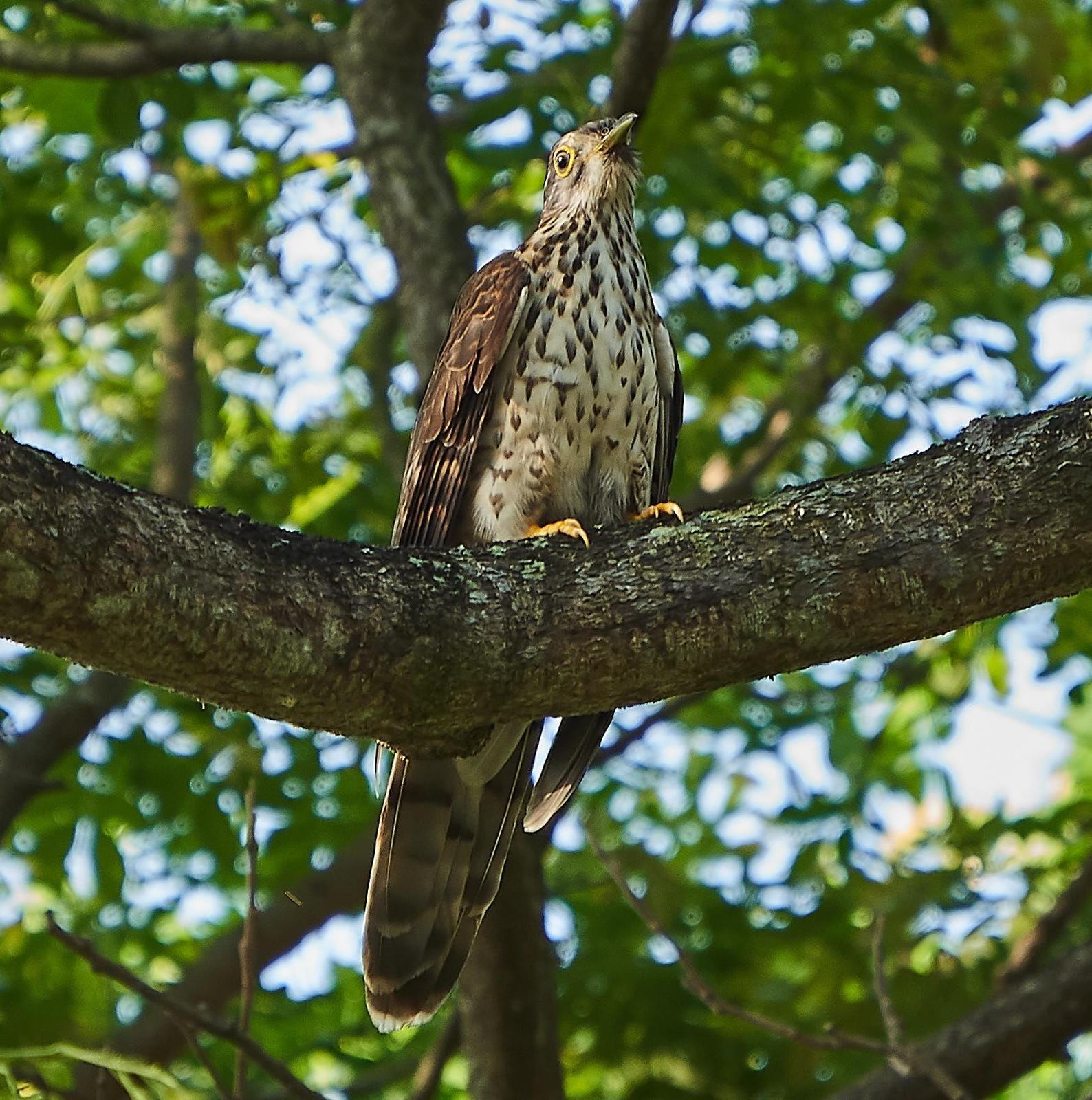 Large Hawk-Cuckoo Photo by Steven Cheong