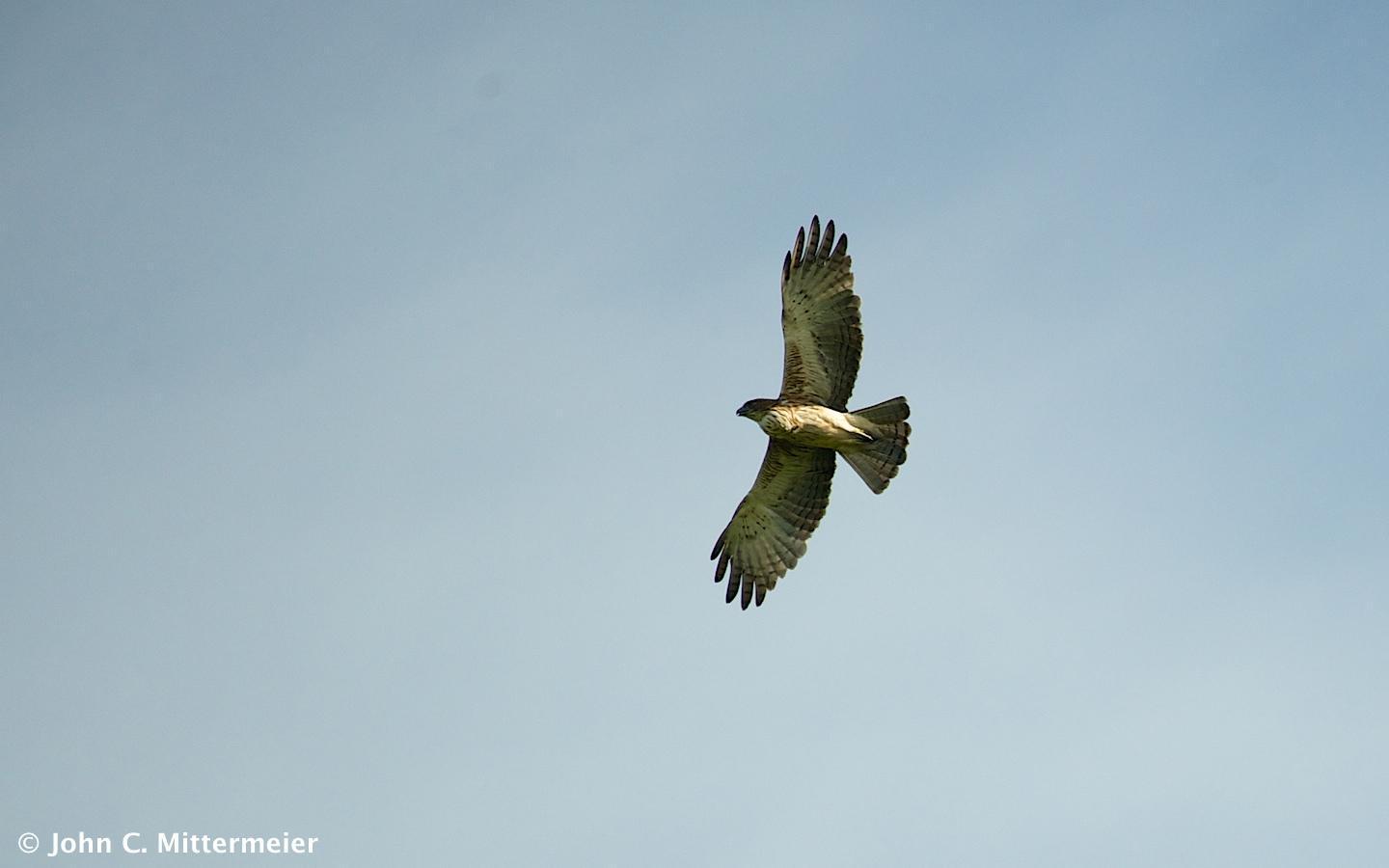 Pygmy Eagle Photo by John Mittermeier