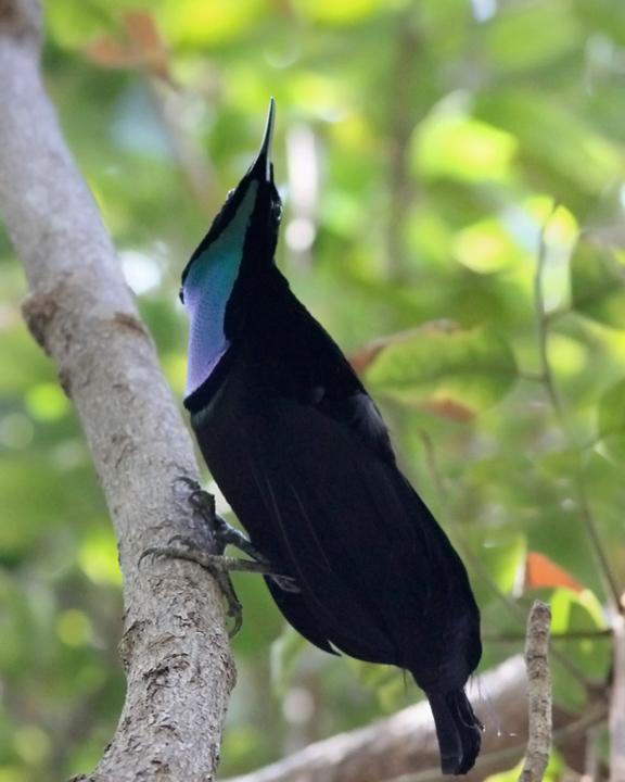 Magnificent Riflebird Photo by Chris Wiley
