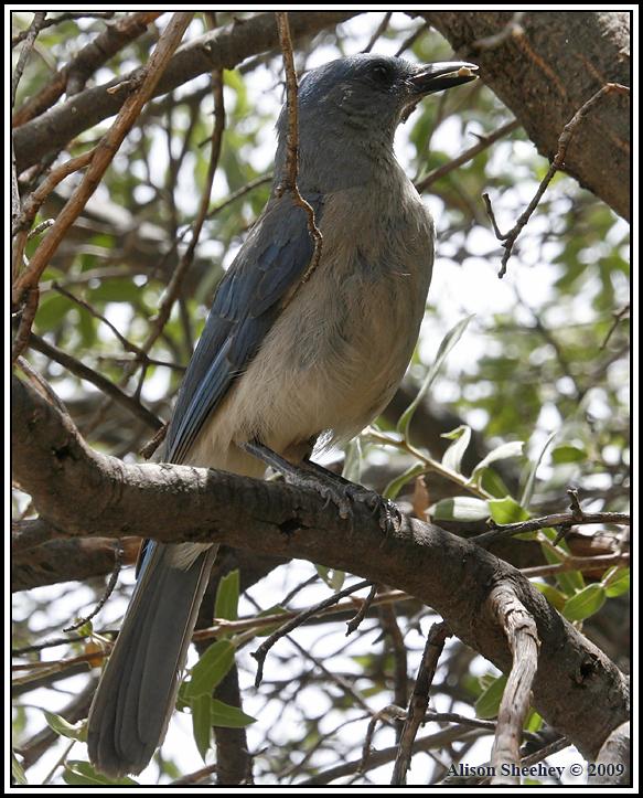 Mexican Jay Photo by Alison Sheehey