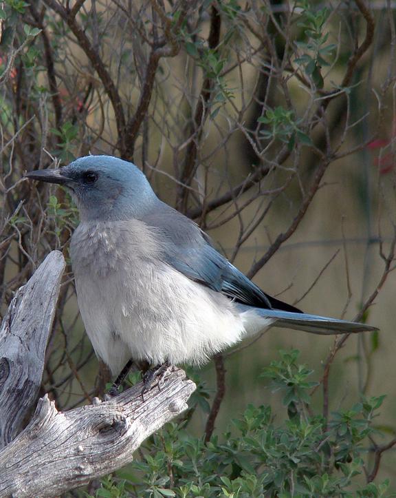 Mexican Jay Photo by Robert Behrstock