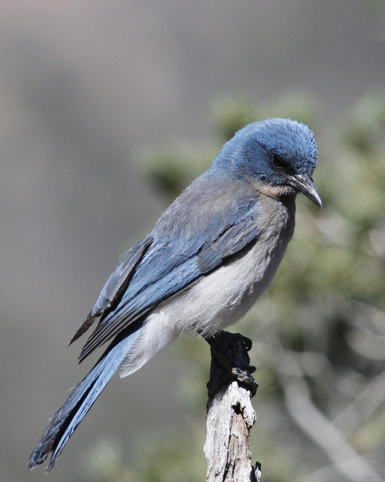 Mexican Jay Photo by Isaac Sanchez