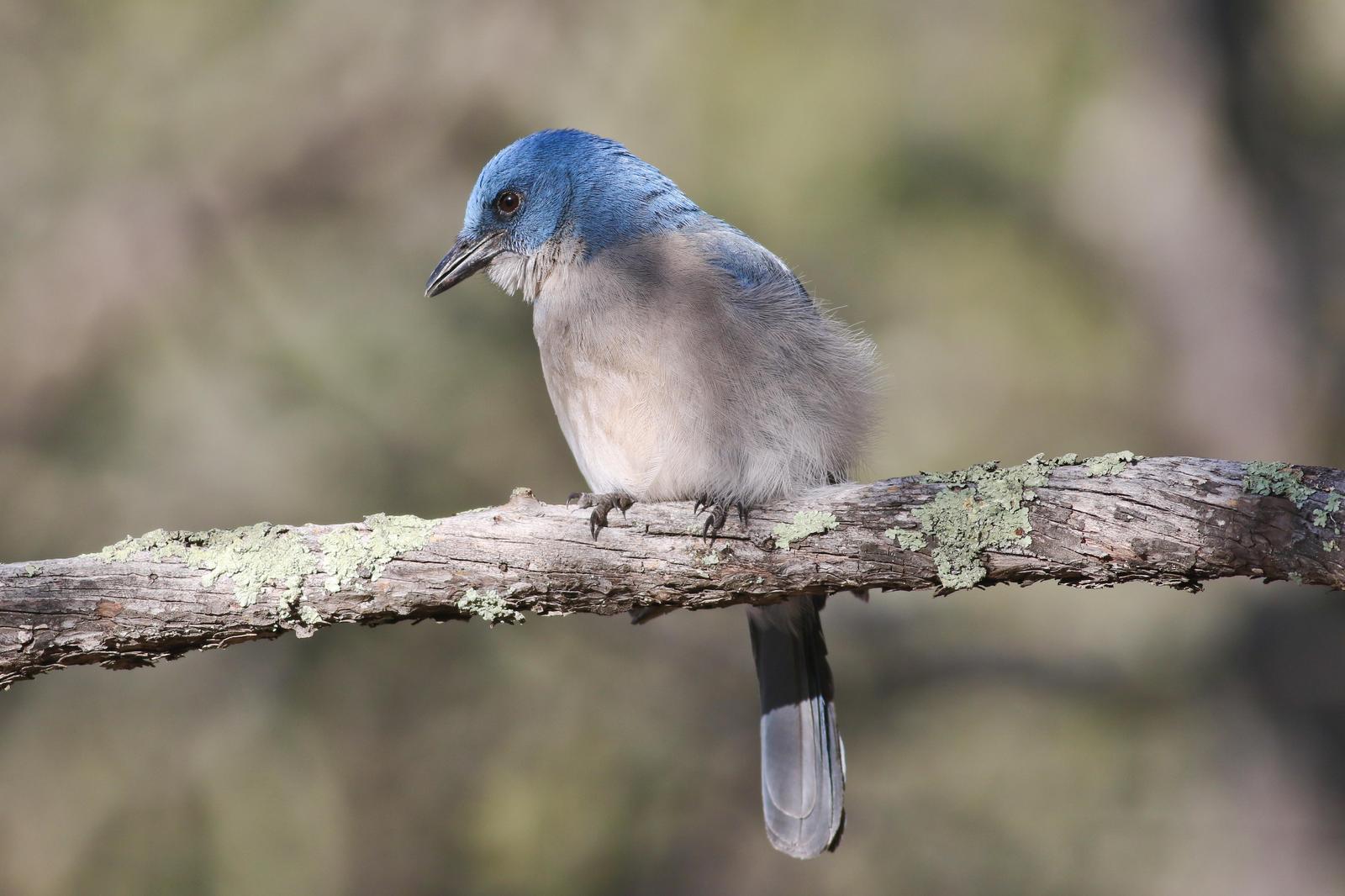 Mexican Jay Photo by Tom Ford-Hutchinson