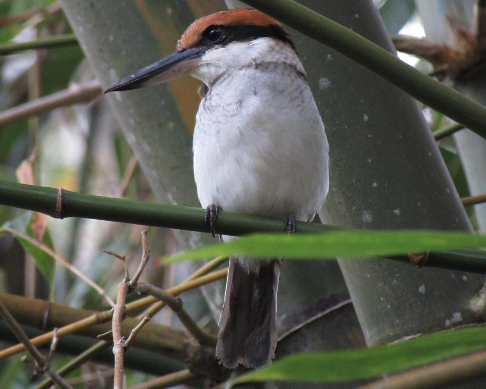 Palau Kingfisher Photo by Andria Kroner