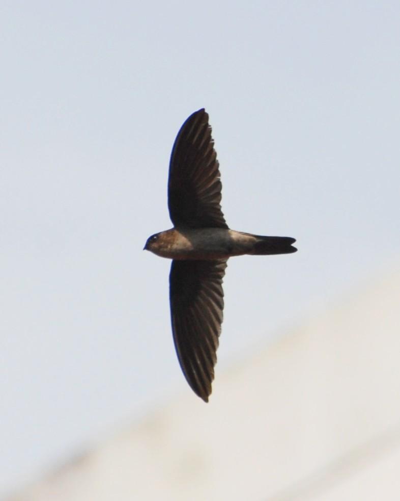 Sulawesi Swiftlet Photo by David Hollie
