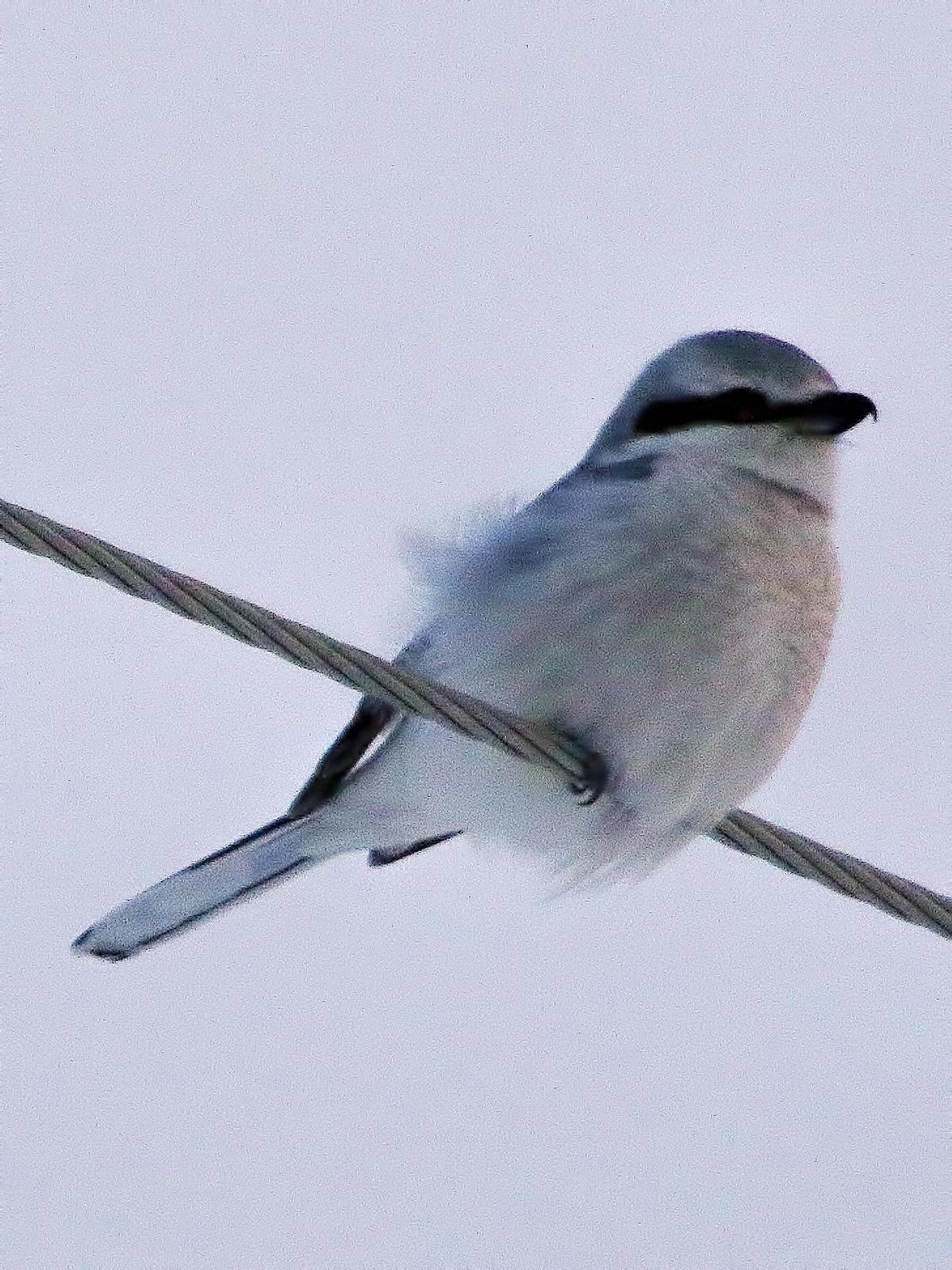 Northern Shrike (American) Photo by Dan Tallman