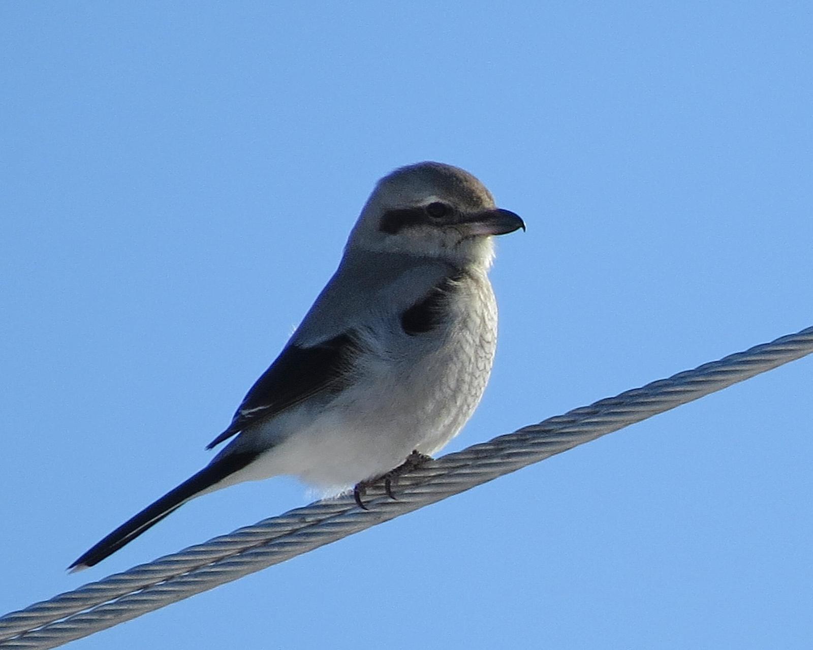 Northern Shrike (American) Photo by Kelly Preheim