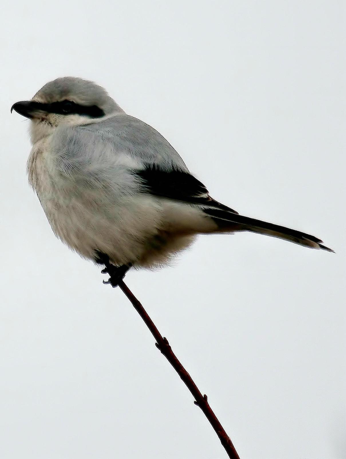 Northern Shrike (American) Photo by Dan Tallman