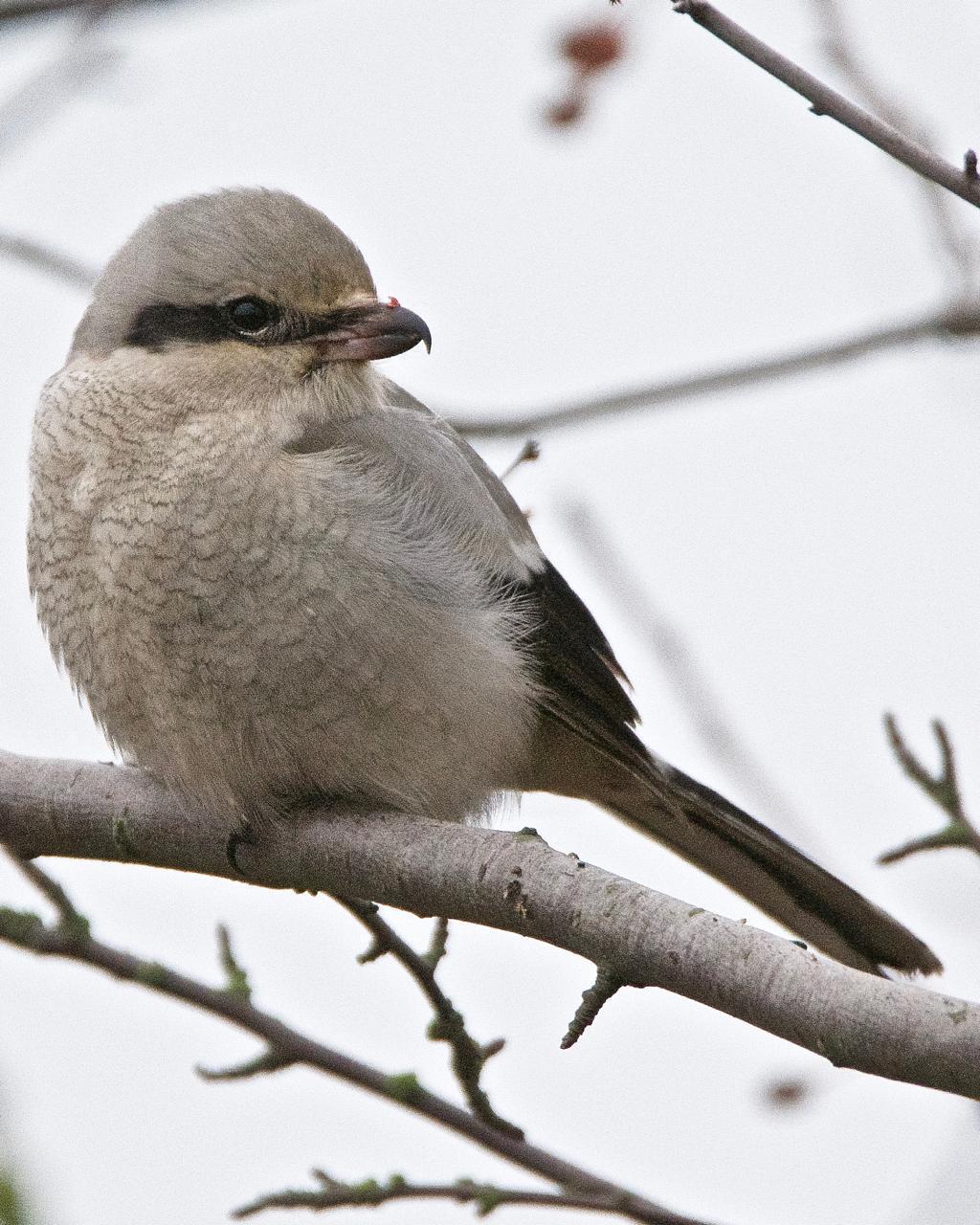 Northern Shrike (American) Photo by Brian Avent