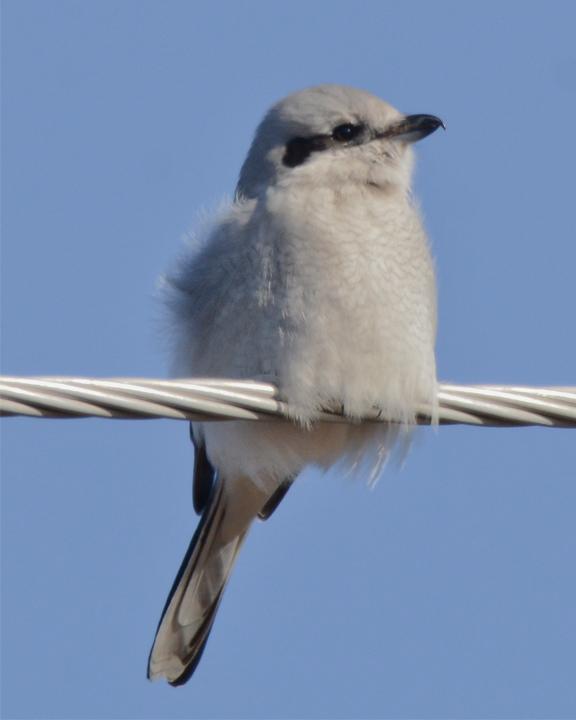 Northern Shrike (American) Photo by James Hawley