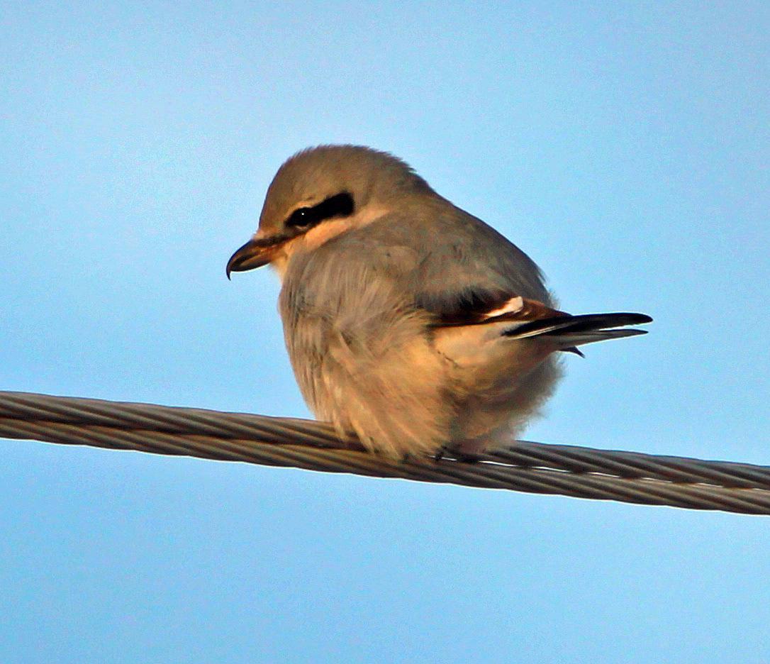 Northern Shrike (American) Photo by Tom Gannon