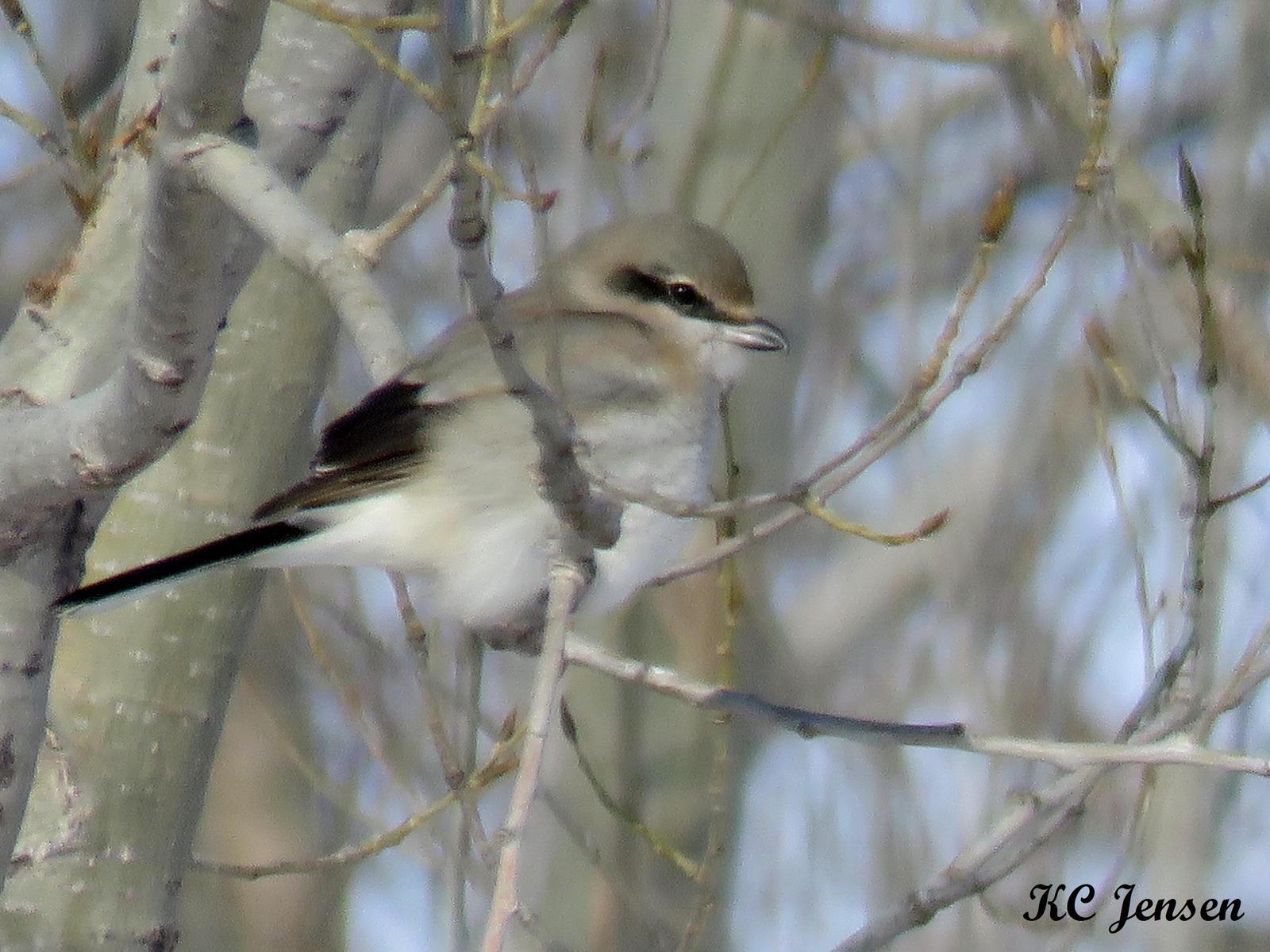 Northern Shrike (American) Photo by Kent Jensen