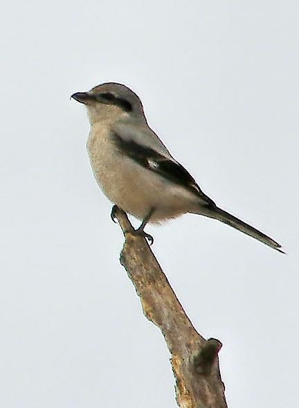 Northern Shrike (American) Photo by Dan Tallman