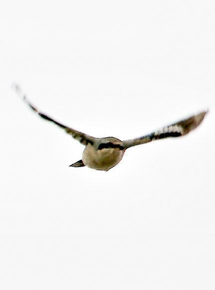 Northern Shrike (American) Photo by Dan Tallman