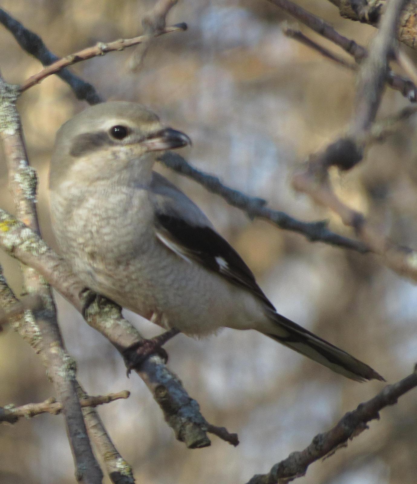 Northern Shrike (American) Photo by Kent Jensen