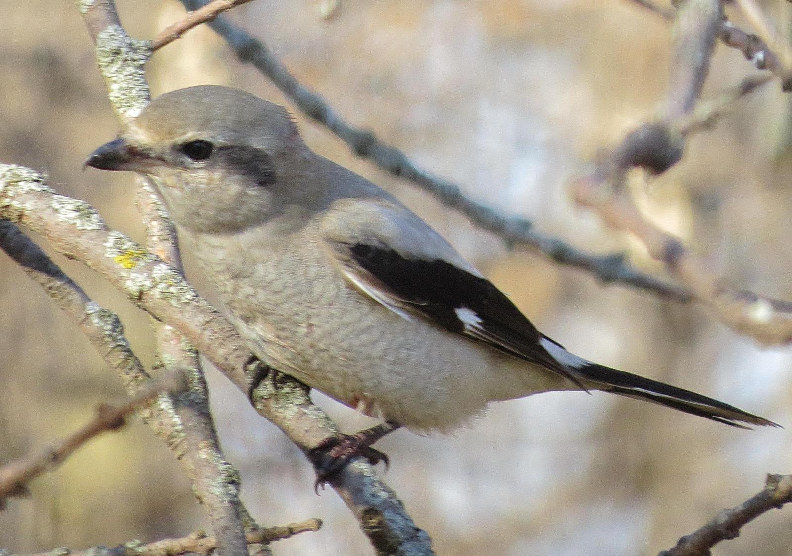 Northern Shrike (American) Photo by Kent Jensen