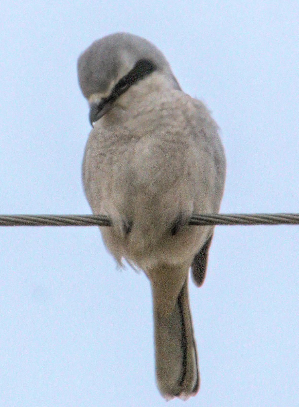 Northern Shrike (American) Photo by Dan Tallman