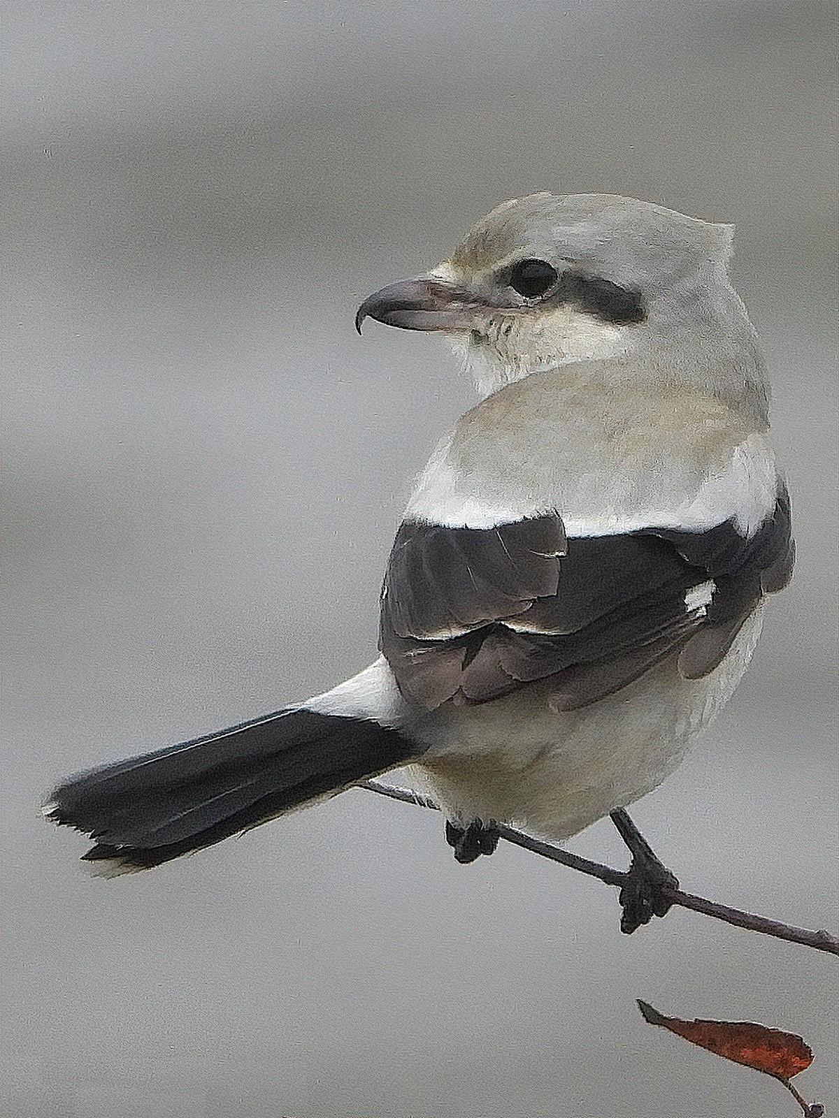 Northern Shrike (American) Photo by Dan Tallman