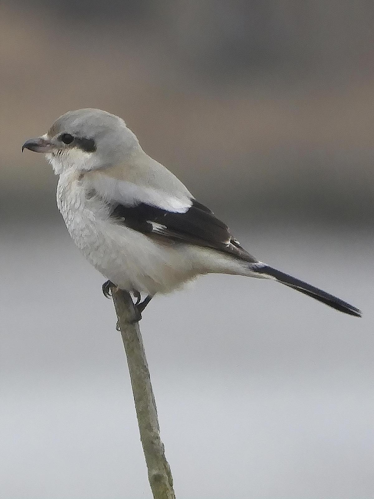 Northern Shrike (American) Photo by Dan Tallman