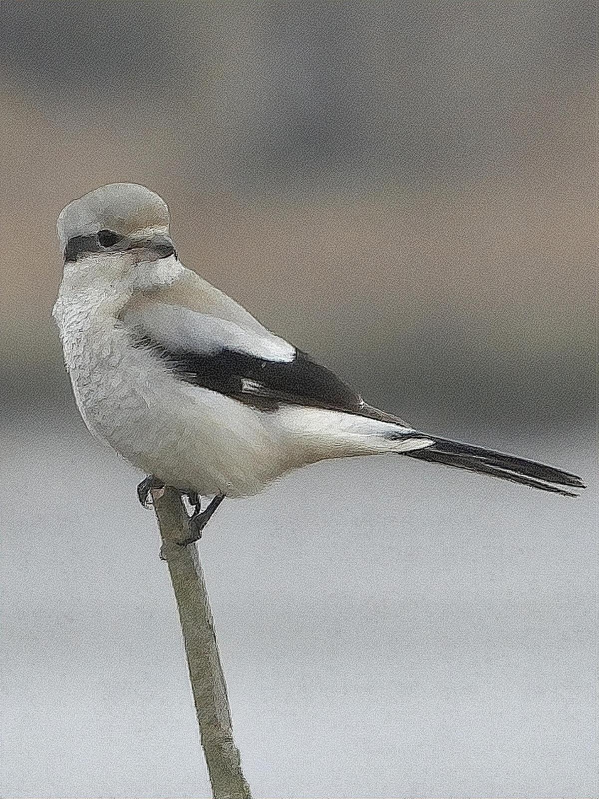 Northern Shrike (American) Photo by Dan Tallman