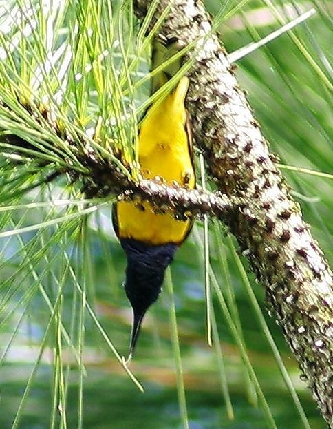 Olive-backed Sunbird (Olive-backed) Photo by Lee Harding