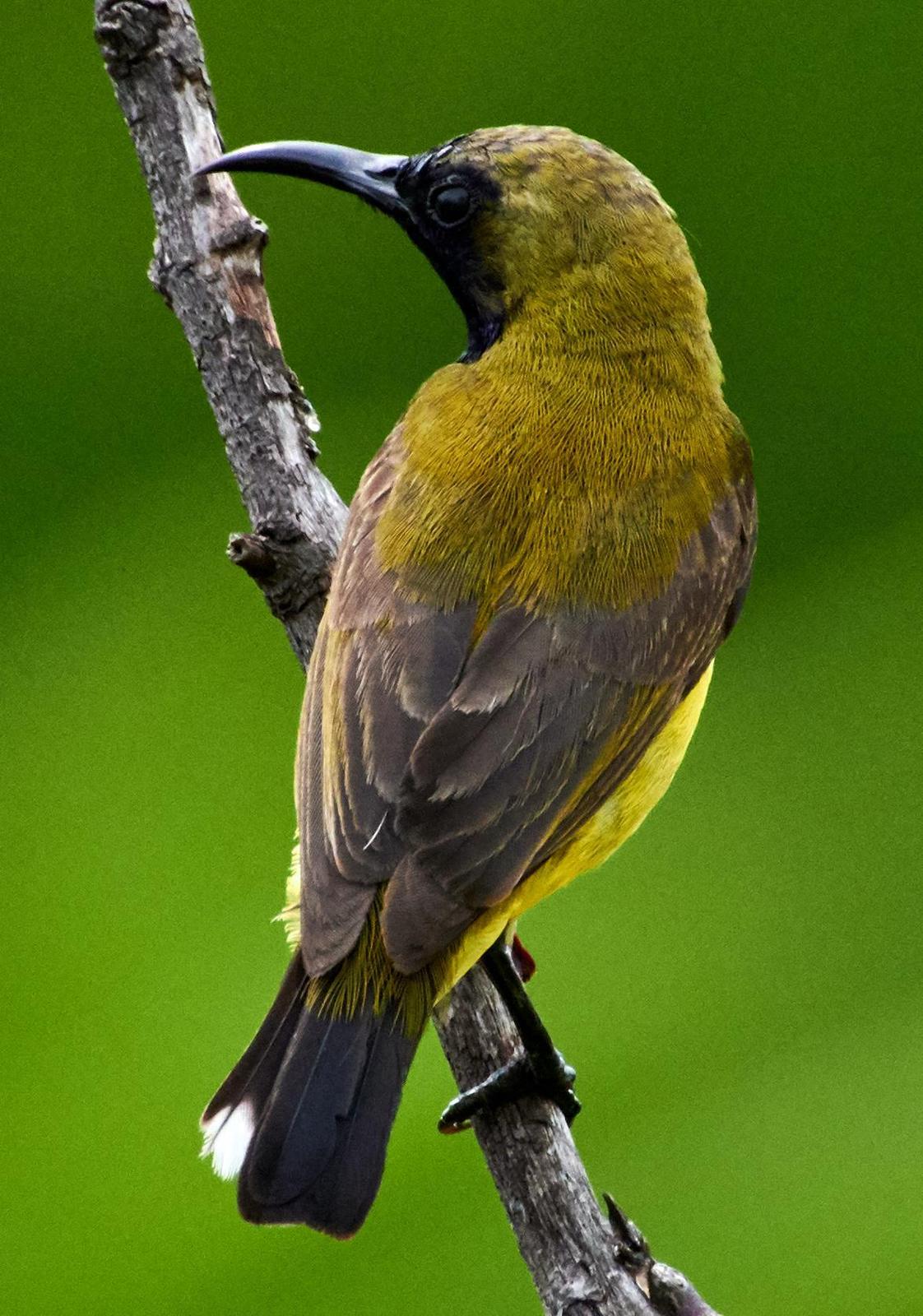 Olive-backed Sunbird (Olive-backed) Photo by Mohammed Ambah