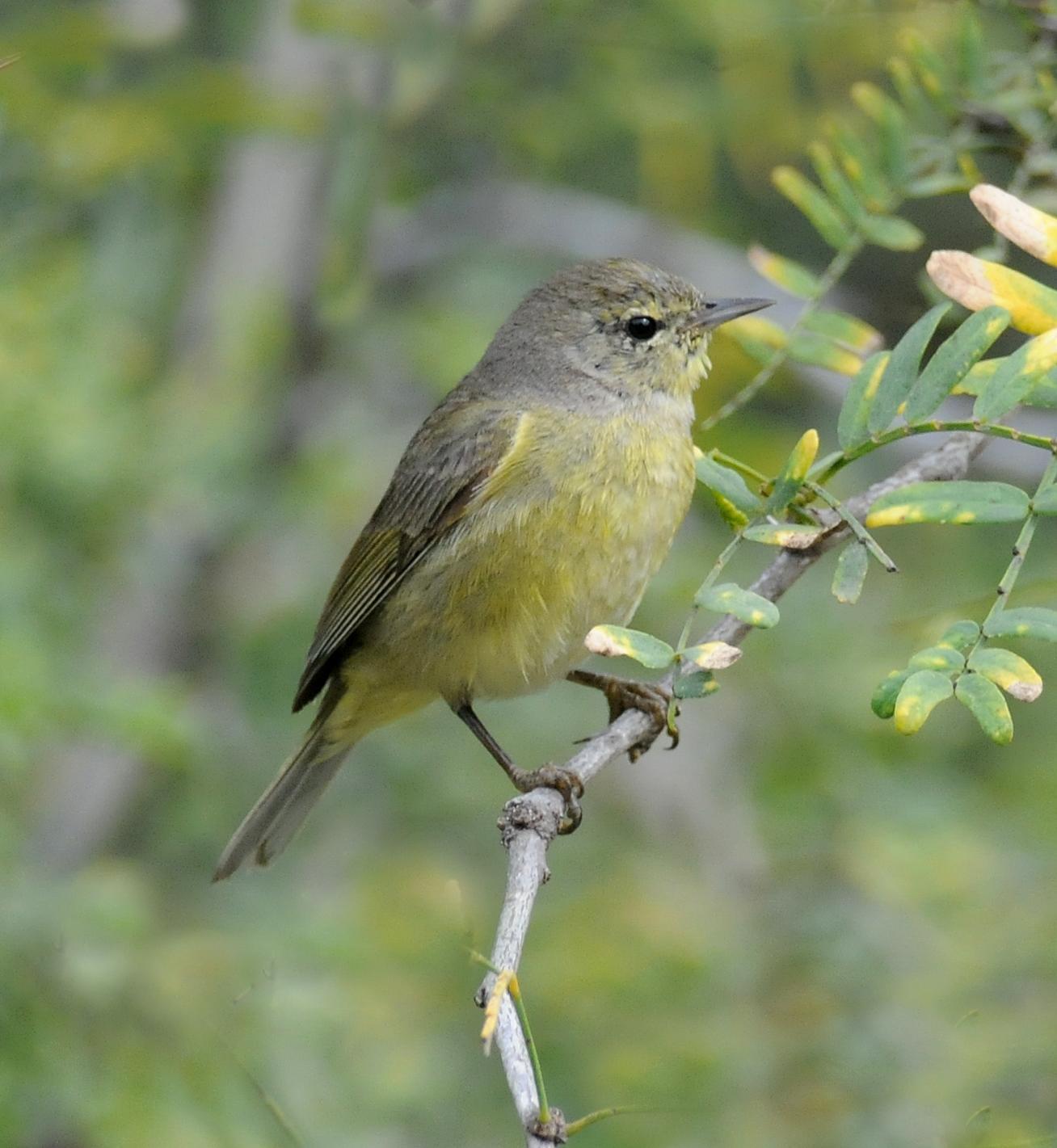 Orange-crowned Warbler (Gray-headed) Photo by Steven Mlodinow